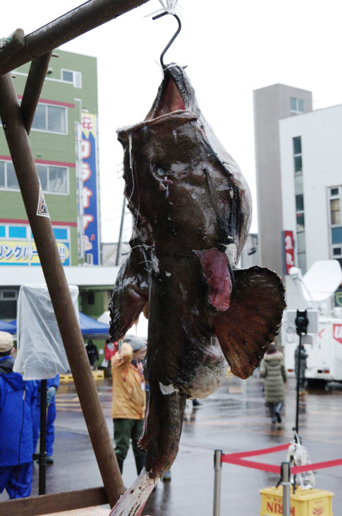 糸魚川荒波あんこう祭り｜上越市・妙高市・糸魚川市の工務店｜注文住宅｜木の家づくりハウスメーカー｜キノイエ｜