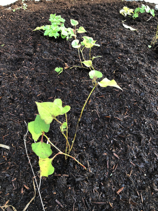 ｜上刈の家｜植栽｜多羅葉｜隙間のない家｜完成見学会｜高気密高断熱｜パッシブデザイン｜上越・糸魚川・妙高の工務店｜新築・リフォーム｜自然素材の注文住宅｜キノイエ｜カネタ建設｜