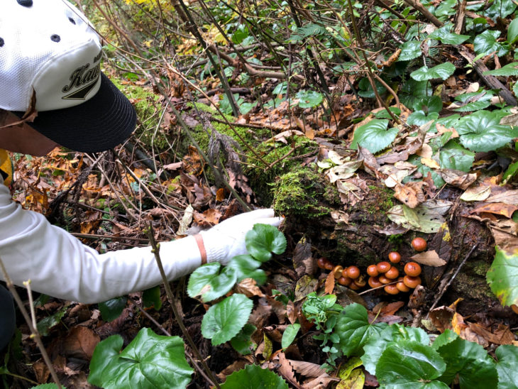 なめこ取り｜上越・糸魚川・妙高の家づくり｜木の家をつくる工務店｜新築・リフォーム｜自然素材の注文住宅｜キノイエ｜カネタ建設｜高気密高断熱｜パッシブデザイン｜新潟の家｜