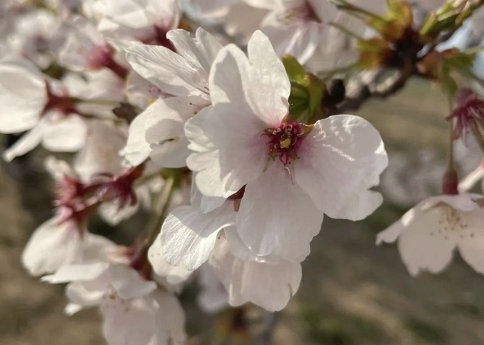 キノイエ|木の家|春|桜|庭|塩屋新田の家|地材地建